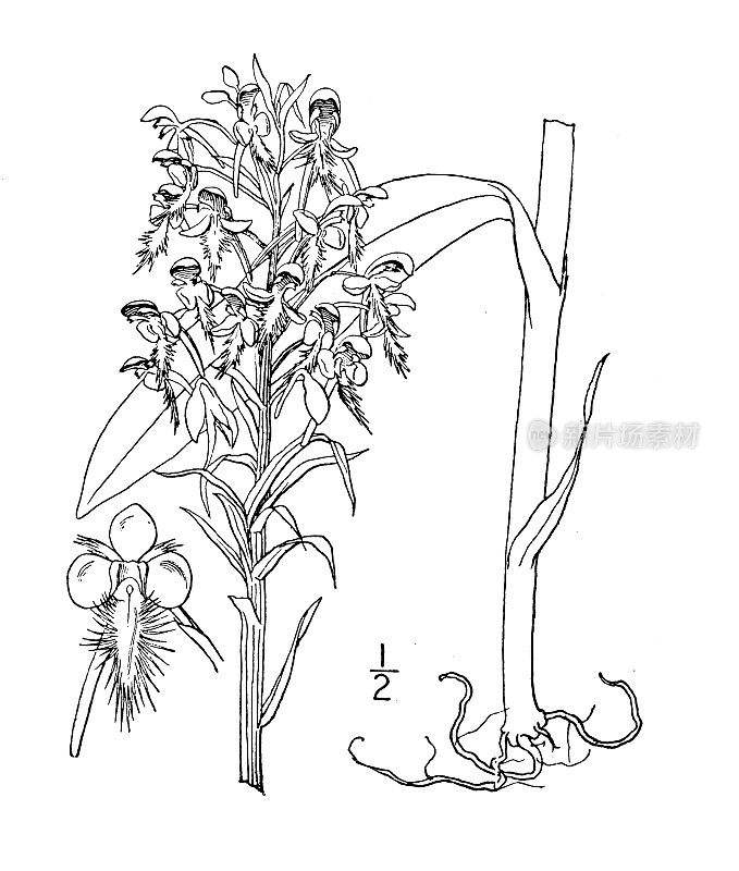 古植物学植物插图:毛茛，黄流苏兰花