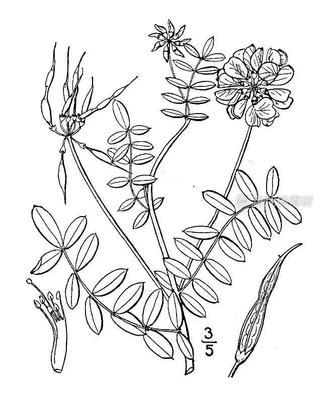 古植物学植物插图:小冠，小冠，轴索，轴索