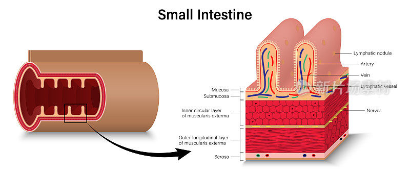 人类小肠。肠空肠横切面。消化器官。医学教育。