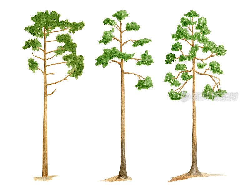 水彩松树集。手绘高大的绿色针叶树孤立在白色背景上。自然林地插图。为卡片，邀请，海报，设计的夏季森林剪纸。