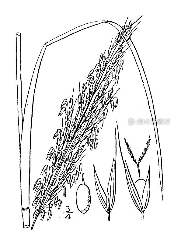 古植物学植物插图:紫金花、紫金花