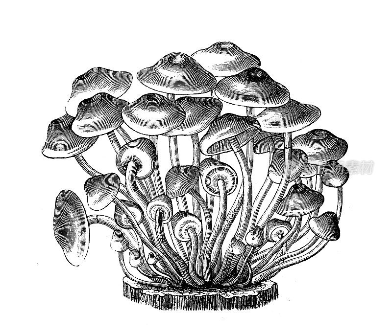 仿古雕刻插图:菌丝束状、硫簇状、簇状木爱好者