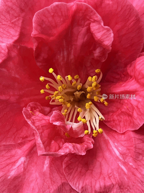 极特写的美丽的浅粉色红色牡丹花，全帧。设计元素的婚礼邀请卡，情人节和母亲节贺卡。春天的概念。