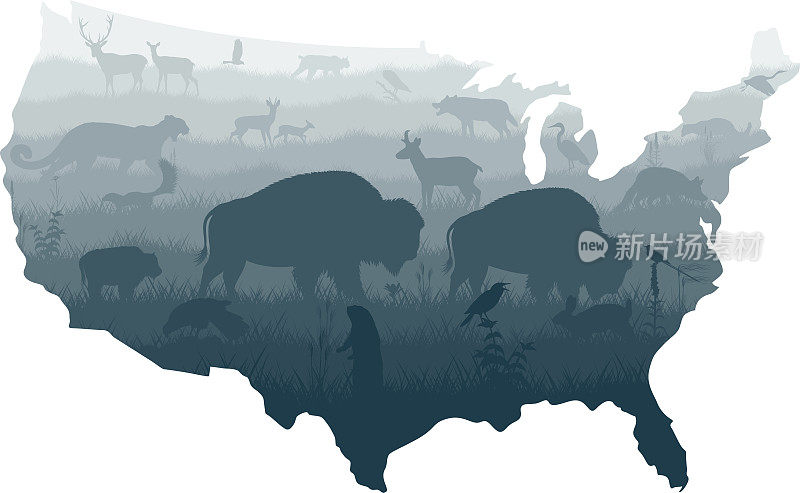 美国地图-草原与灰狼，风筝，山猫，狐狸，西部草地鹨，苍鹭，剪刀尾Flycatcher，草原犬鼠，美洲狮，鹿和棕色的野牛