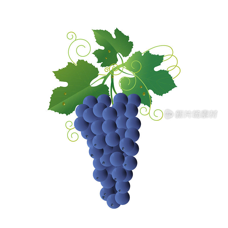 一串蓝色的葡萄。插图。