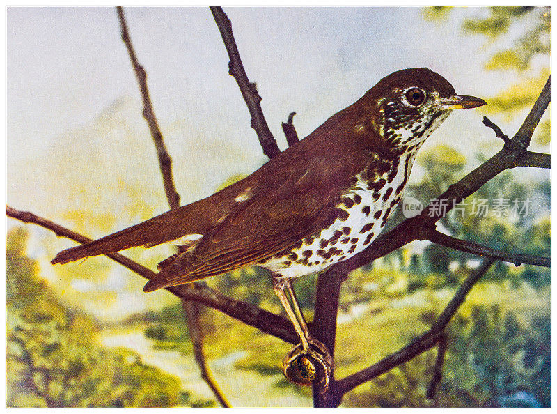 古董鸟类彩色图像:画眉