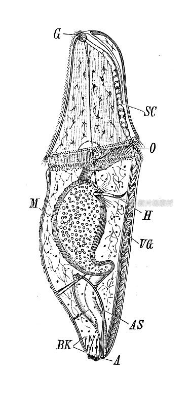 古董生物动物学图像:Echiurus幼虫