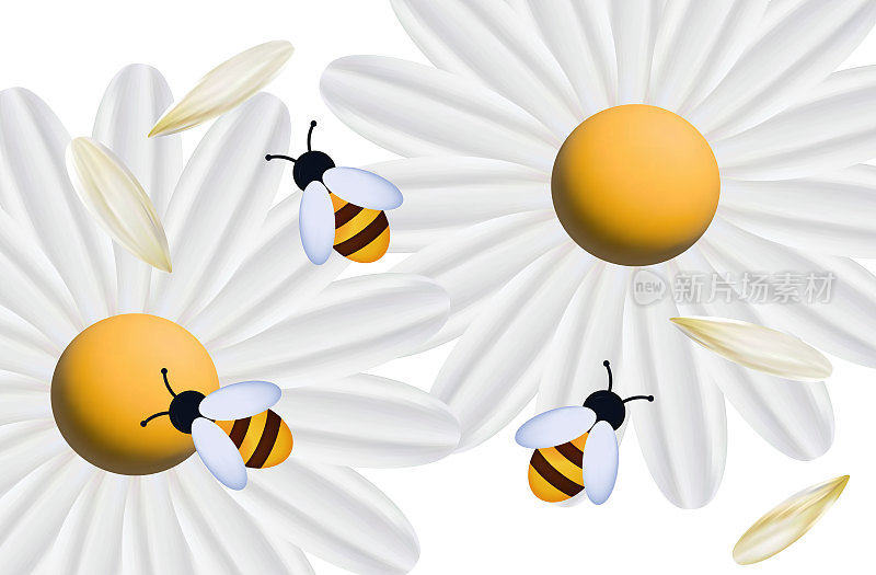 蜜蜂与白花3d顶视图。昆虫为洋甘菊、雏菊、非洲菊传粉。采集蜂蜜、花蜜的过程。蜂房里的蜜蜂，春天，白花。草地或田野向量。