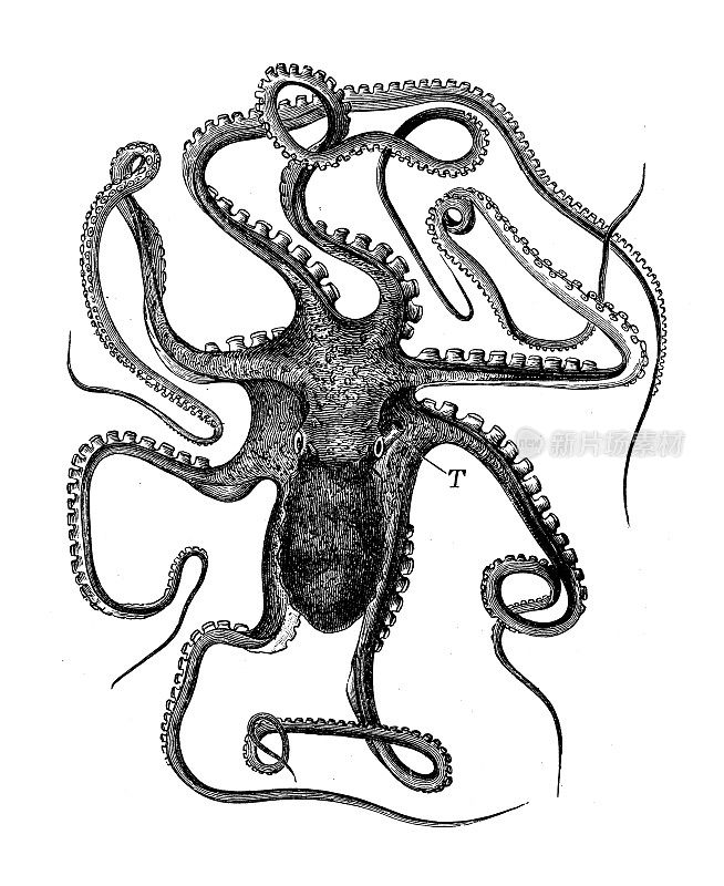 古代生物动物学图像:大章鱼