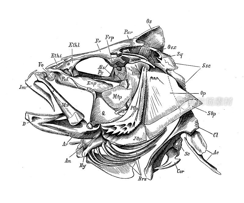 古董生物动物学图像:鲈鱼头骨