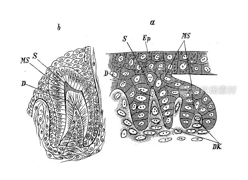 古代生物动物学图像:海卫一，牙齿发育