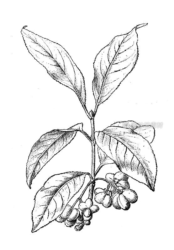 古董植物学插图:纺锤树，欧卫矛