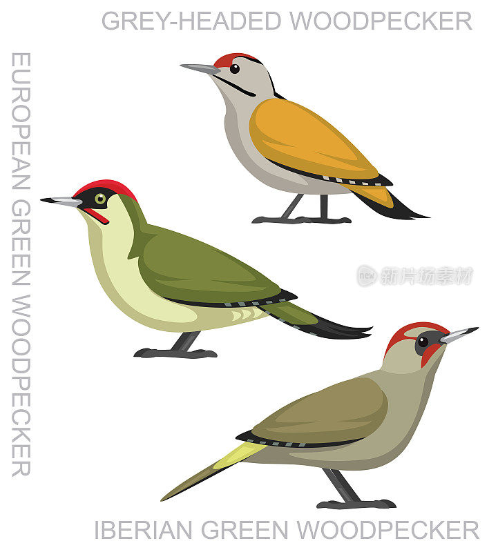 可爱的鸟欧洲绿色啄木鸟集卡通矢量