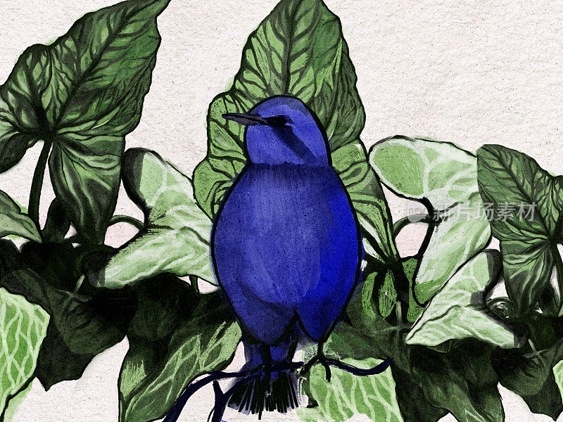 一只蓝色的鸟，画眉鸟在大自然的插图
