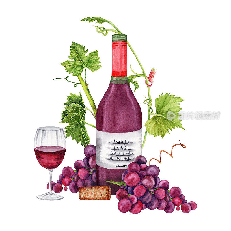 一瓶红酒配上一串葡萄，葡萄藤和绿葡萄叶。手绘水彩插图。