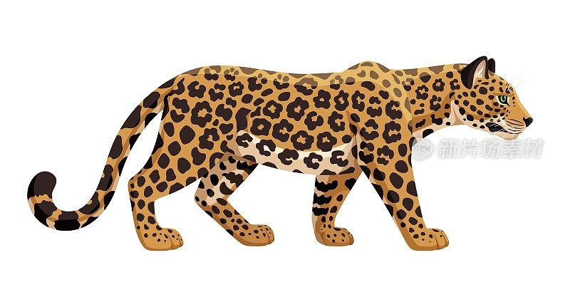 豹行走矢量插图。非洲豹侧视图孤立在白色背景