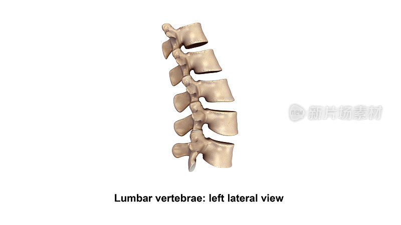 腰椎Vertebrae_Lateral视图