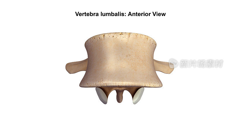 脊椎lumbalis_Anterior视图