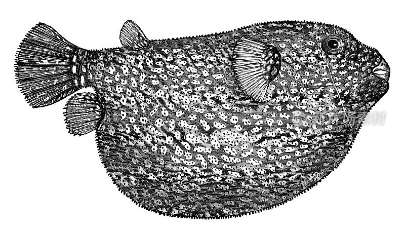 19世纪的河豚雕刻