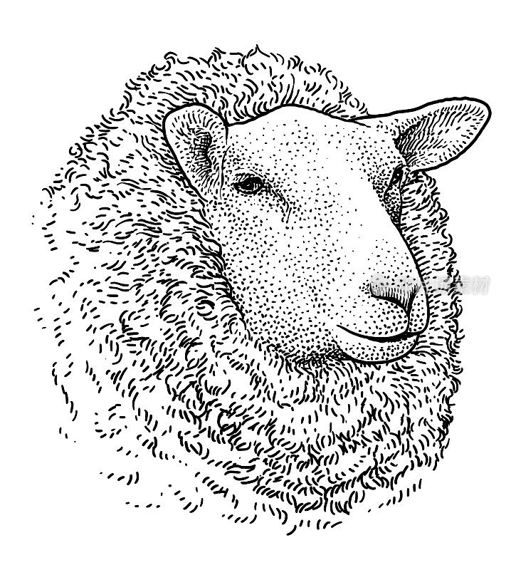 羊头人像插画，绘画，雕刻，水墨，线条艺术，矢量