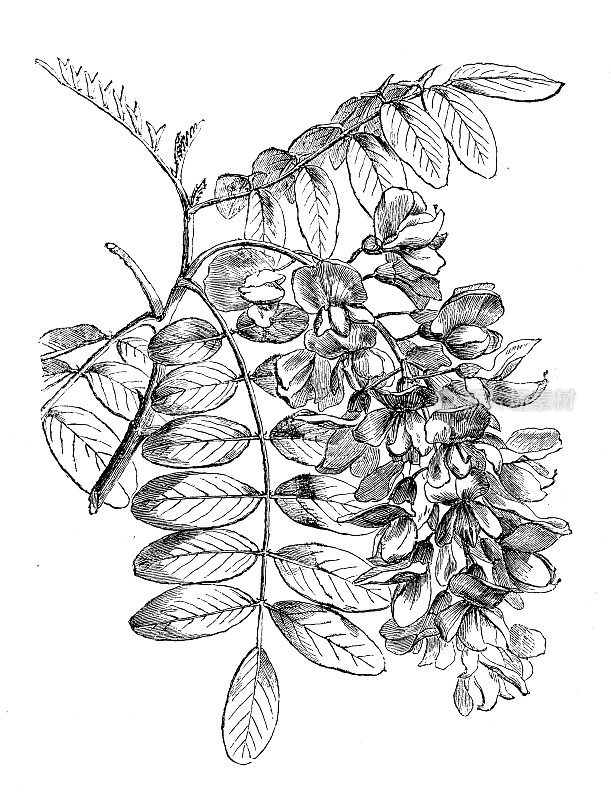 植物学植物仿古雕刻插图:刺槐(假刺槐)