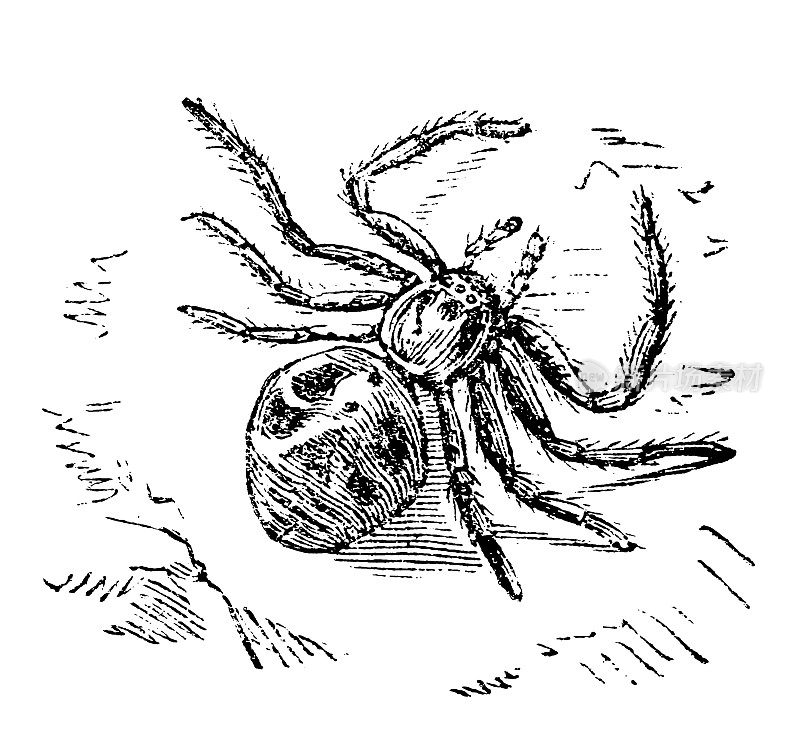 蟹蛛是蟹蛛的一个属。