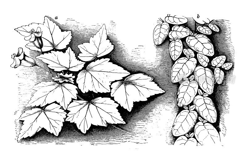 古植物学插图:秋海棠，无花果