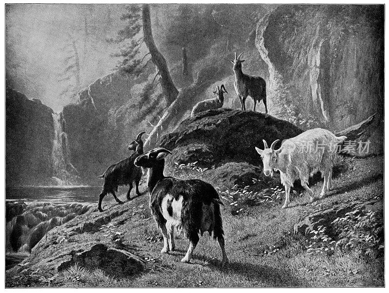 《山中的山羊》奥古斯特・邦赫著――19世纪