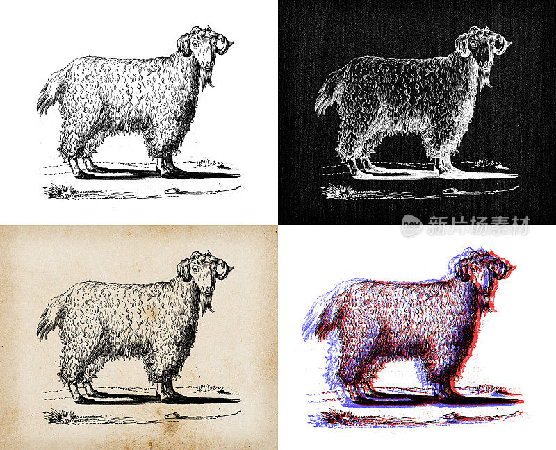古董动物插图:安哥拉山羊