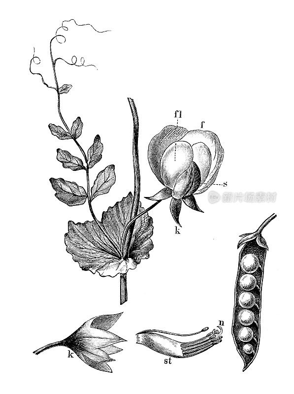 古代植物学插图:豌豆