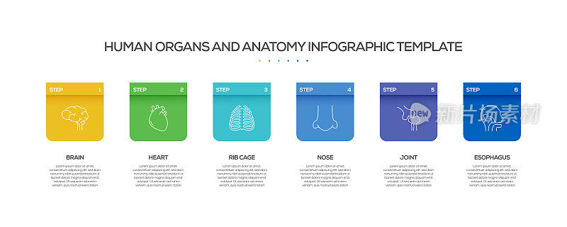 人体器官和解剖学相关过程信息图表模板。过程时间图。带有线性图标的工作流布局
