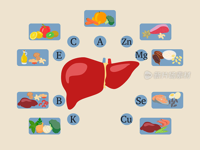 肝脏的维生素信息图