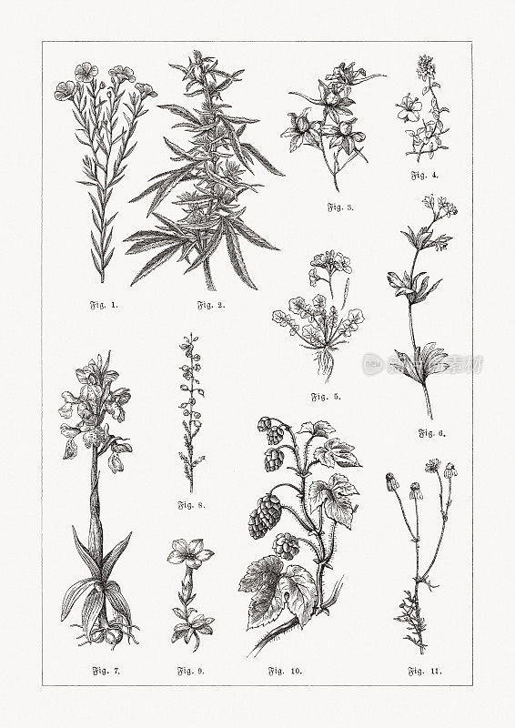 有用的药用植物，木刻，1889年出版