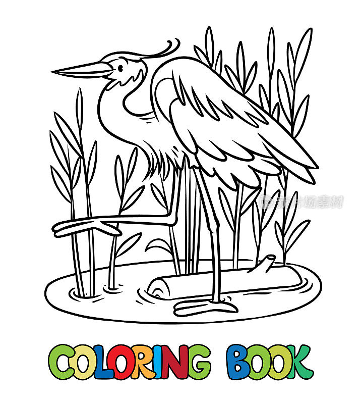 沼泽里有趣的苍鹭。彩色书系列