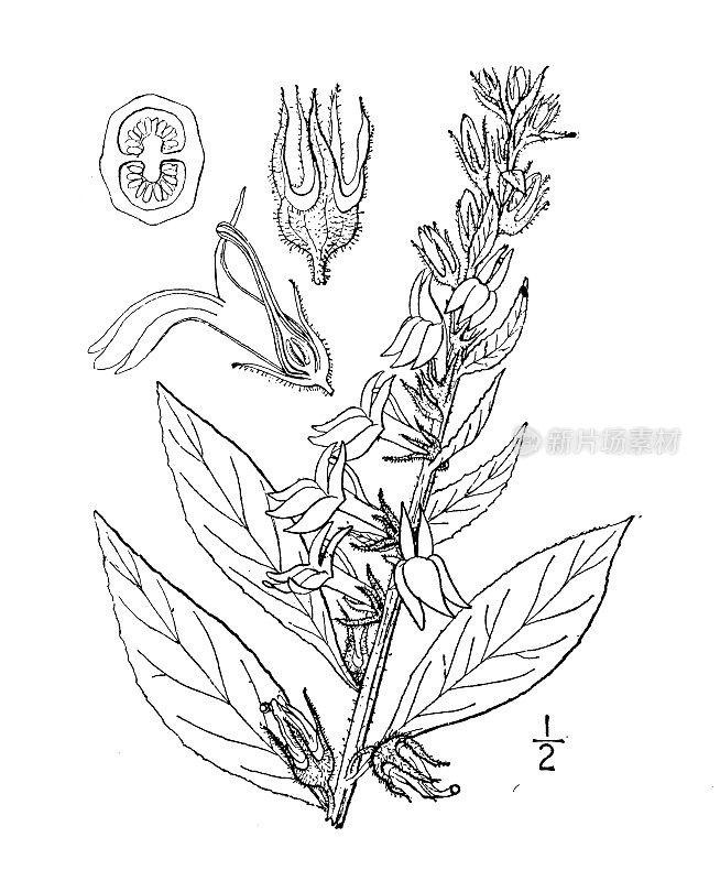古植物学植物插图:半边莲，大半边莲，蓝色红衣主教花
