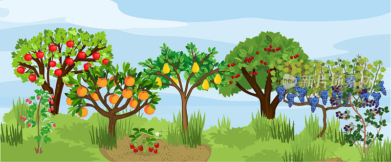 不同的果树和浆果灌木的景观，成熟的果实在树枝上。收获的季节
