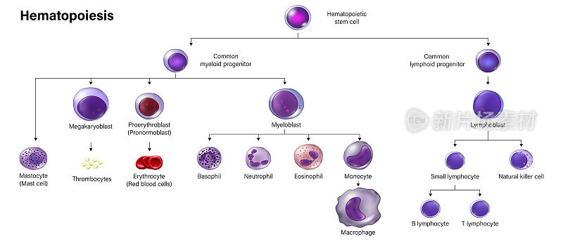 造血学教育图表。红细胞、白细胞和血小板。