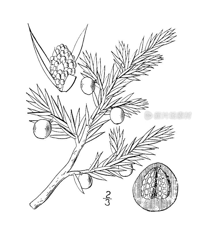 古植物学植物插图:杜松、低杜松