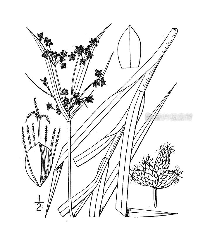 古植物学植物插图:多叶三棱藨草、叶芦苇