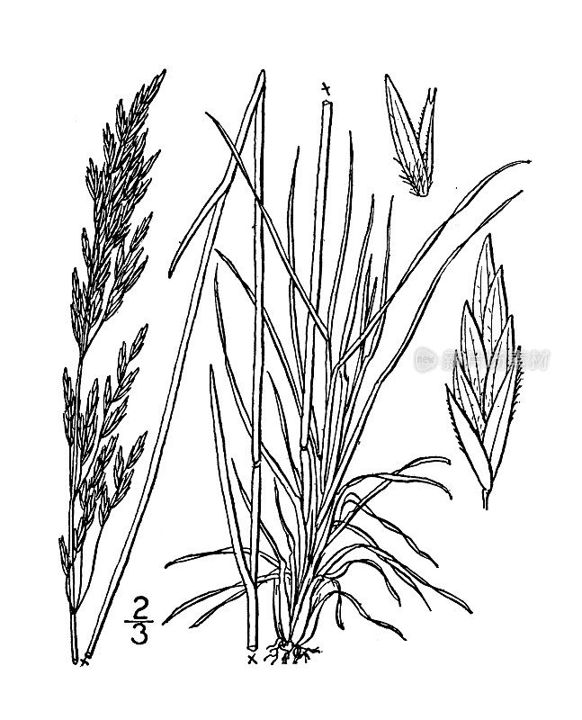 古植物学植物插图:波阿巴克利亚纳，巴克利的长矛草