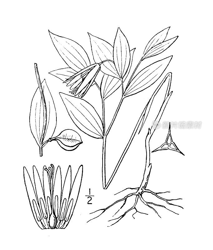 古植物学植物插图:无梗小舌、无梗叶风铃草