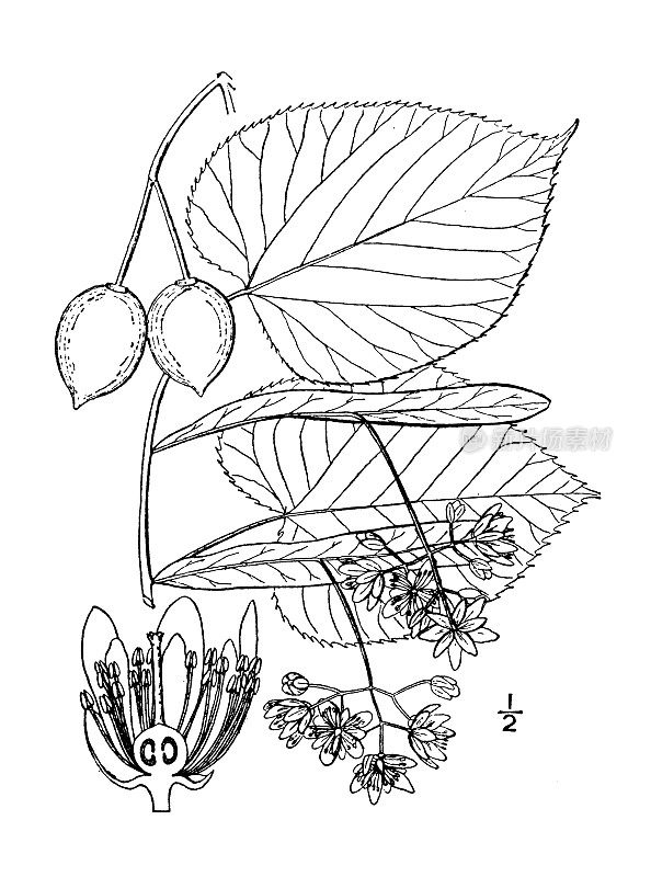 古植物学植物插图:美洲椴、美洲椴树