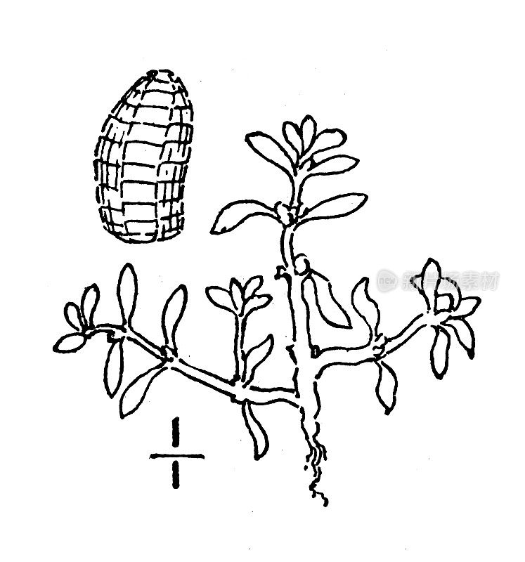 古植物学植物插图:弹力草，短籽水芹