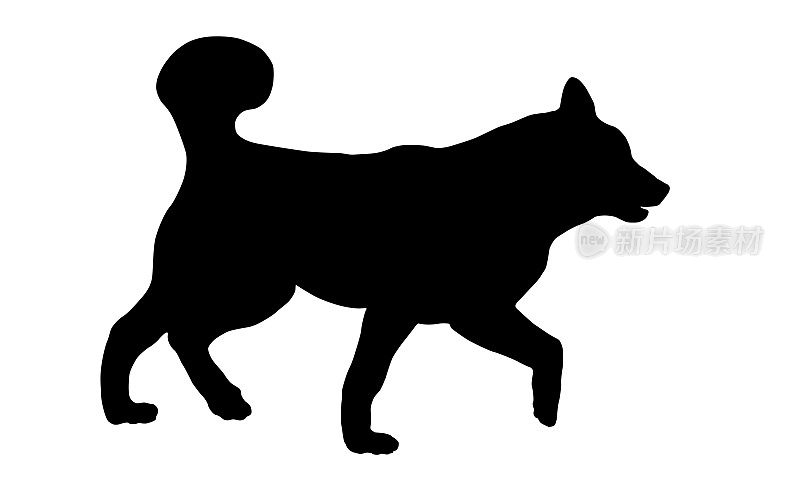 黑狗轮廓。行走的西伯利亚哈士奇小狗。宠物的动物。孤立在白色背景上。