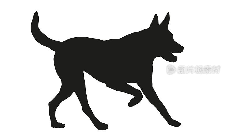 黑狗轮廓。Running比利时牧羊犬小狗。玛伦牧羊犬。宠物的动物。孤立在白色背景上。