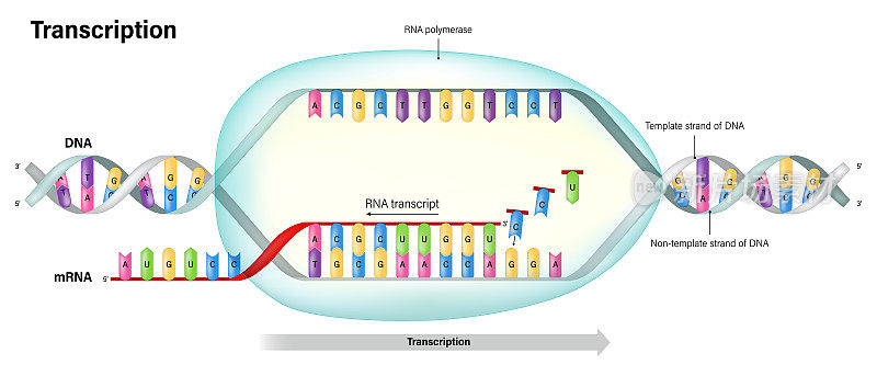 转录。DNA指导RNA的合成。RNA聚合酶。模板架和非模板架。