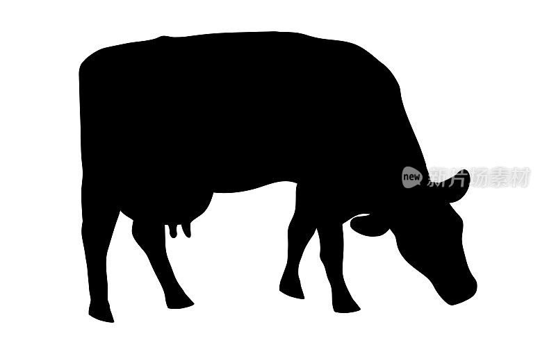 一头正在吃草的奶牛是在白色背景上突出的极简的黑色剪影。矢量插图的现金牛在牧场吃草。草地上的挤奶女工