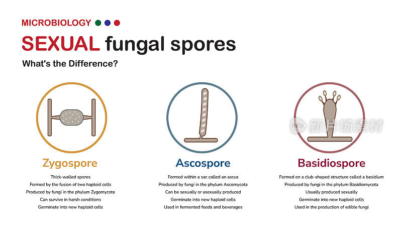 微生物学图解释了真菌产生的合子孢子、子囊孢子和担孢子在结构、繁殖和生态作用方面的差异。