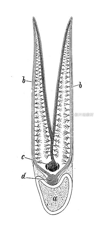 古董生物动物学图片:硬骨鱼部分