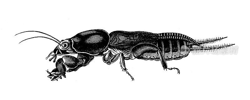 仿古生物动物学图像:灰爪蟾，蝼蛄